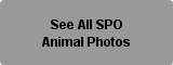 Animals Photo Button