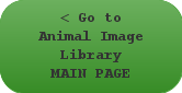 Go to Animal Image Library MAIN PAGE