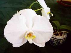 White Flower of Phalaenopsis Orchid