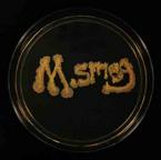 M. smeg written in Mycobacterium smegmatis bacteria and growing on TSY agar