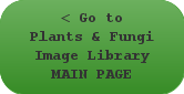 Go to Plants & Fungi Image Library MAIN PAGE