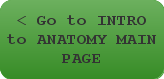 Intro Anatomy Main Page
