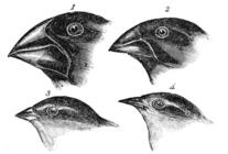 Darwins finches