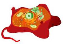 Animal Eukaryotic Cell, Mariana Ruiz