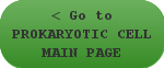 < Go to PROKARYOTIC CELL MAIN PAGE < Go to PROKARYOTIC CELL MAIN PAGE