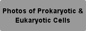 Photos of prokaryotic & Eukaryotic Cells Button