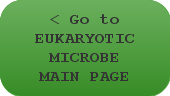 < Go to EUKARYOTIC MICROBE MAIN PAGE