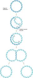 Replication of Bacterial Chromosome