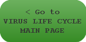 < Go to Virus Life Cycle Main Page