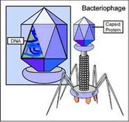 Virus Type: Bacteriophage