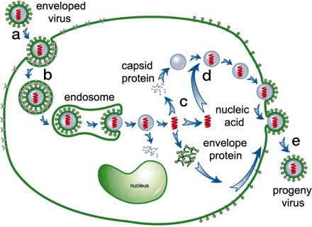 Virus Life Cycle Illustration