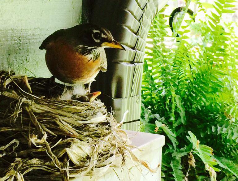 American robin female on nest with two chicks visible.