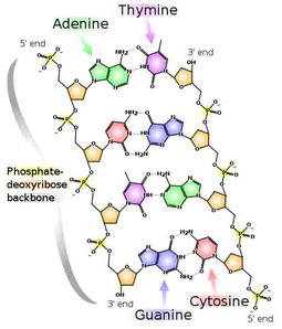Chemical Structure of DNA