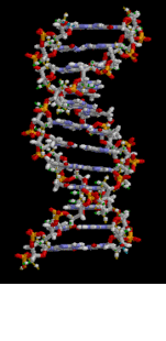 Animated Chemical Structure of DNA
