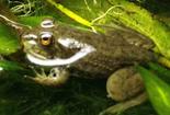 Bullfrog Tadpole Head. Note Cute Whiskers