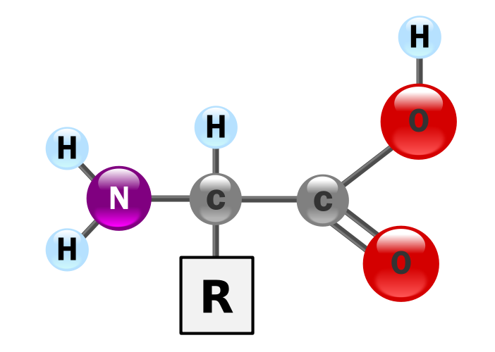 Amino Acid Chemical Structure