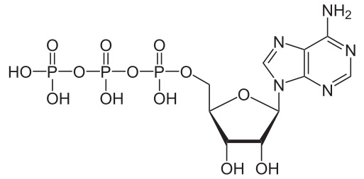 Chemical Structure of ATP (Adenosine Triphosphate