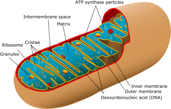 Labeled Illustration of Mitochondrion