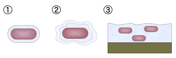 Diagram of bacterial mucoid-like structures: 1 capsule, 2. slime layer, 3. biofilm