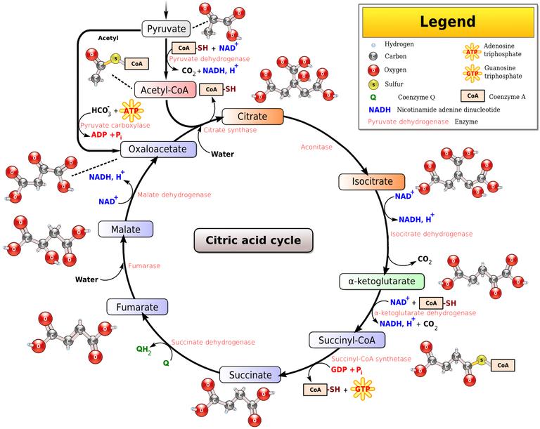 Krebs Cycle diagram