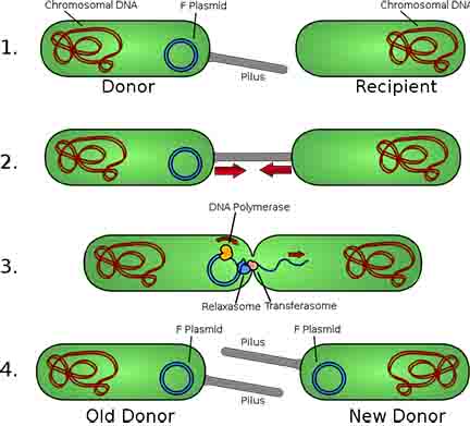 Conjugation is a type of horizontal gene transfer that bacteria use to share plasmids with each other.