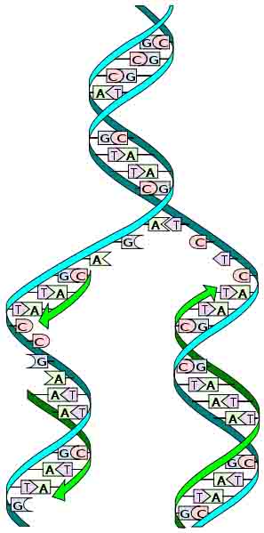 DNA Semi-conservative Replication Illustration