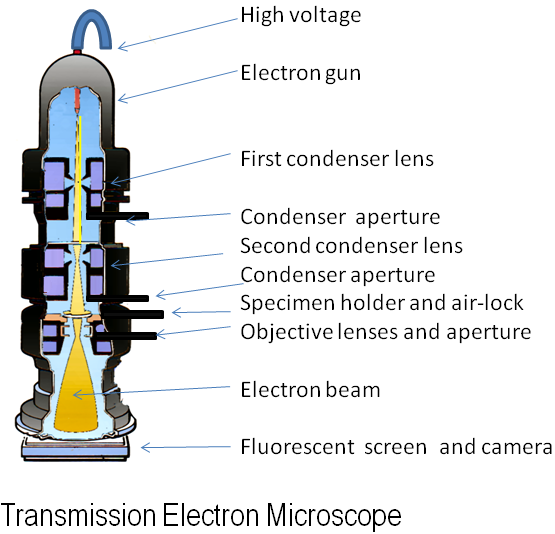 Diagram of parts of a transmission electron microscope.