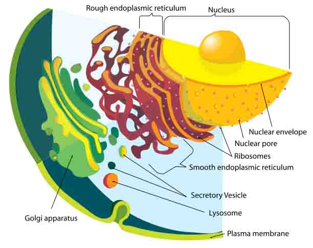 Labeled Illustration of the Eukaryotic Endomembrane System