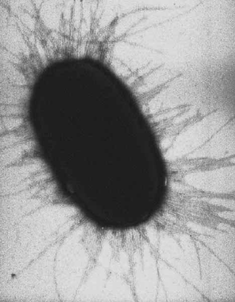 Bacterial fimbriae of E. coli