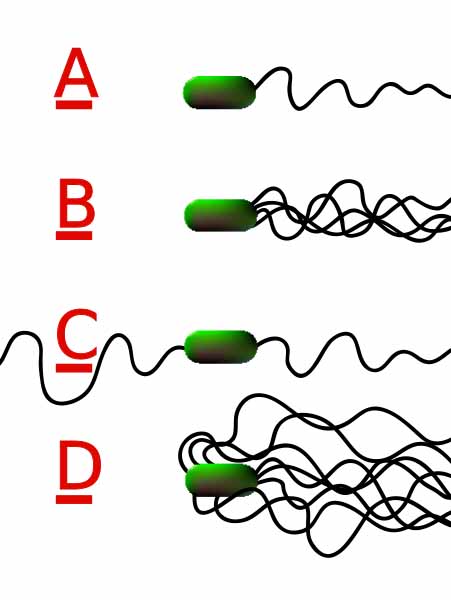 Examples of bacterial flagella arrangement
