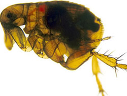 Oriental rat flea (Xenopsylla cheopis) infected with the Yersinia pestis bacterium which appears as a dark mass in the gut. 