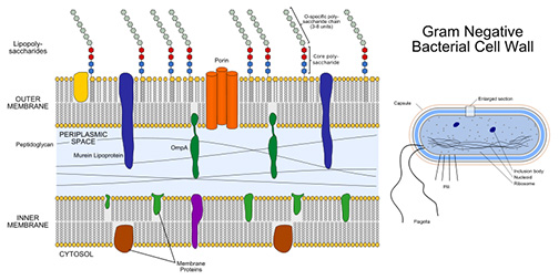 Illustration of Gram-negative cell wall structure