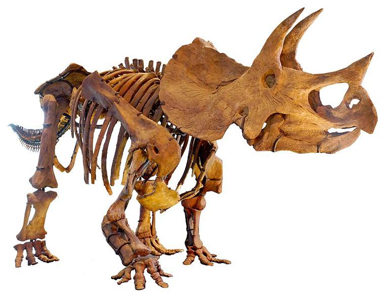Triceratops mounted skeleton at Los Angeles Museum of Natural History