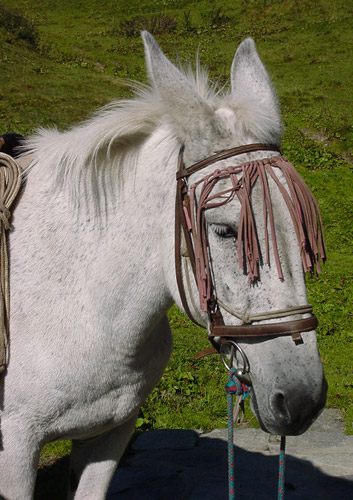 Mules are sterile hybrids of horses and donkeys, two separate species with interspecific (between species) sterility.