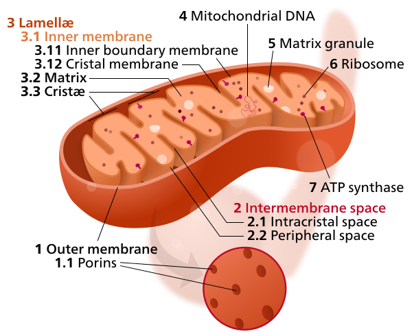 Illustration of Mitochondrion