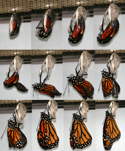 Monarch butterfly emerging from chrysalis. 