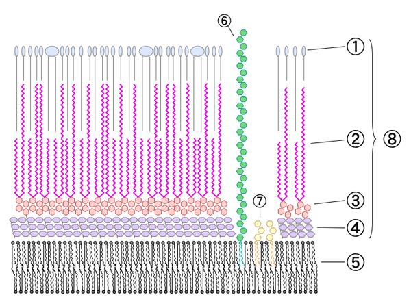 Schematic diagram of Mycobacterial cell wall.