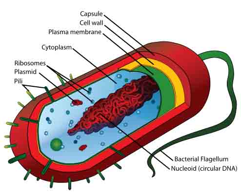 Labeled Illustration of Prokaryotic Cell 