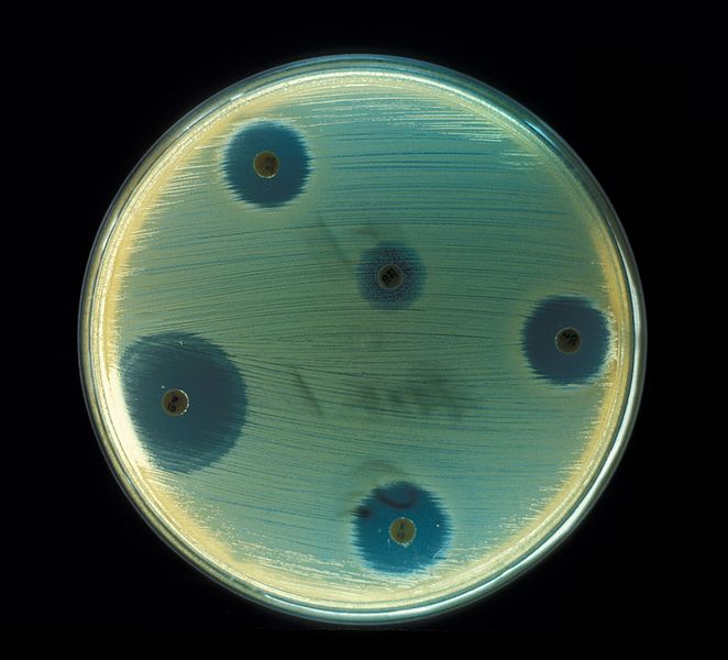 Modern antibiotics are tested using a method similar to Fleming's discovery. Antibiotic disks on a plate inoculated with Staph aureus. Note "zones of inhibition" where bacteria won't grow around the disks.