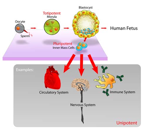 Diagram of Embryonic Stem Cells
