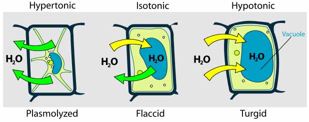 n biology, turgor pressure or turgidity is the pressure of the cell contents against the cell wall, in plant cells, determined by the water content of the vacuole, resulting from osmotic pressure.