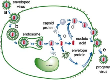 Virus Life Cycle Illustration