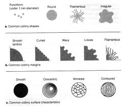 Bacterial Colony Morphology Diagram