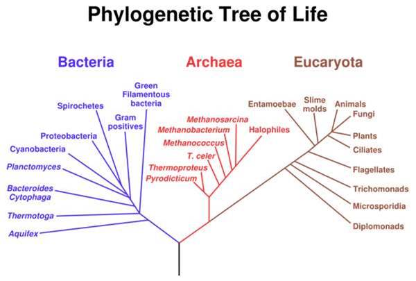 Phylogenetic Tree of Life