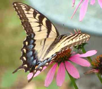 Tiger swallowtail butterfly
