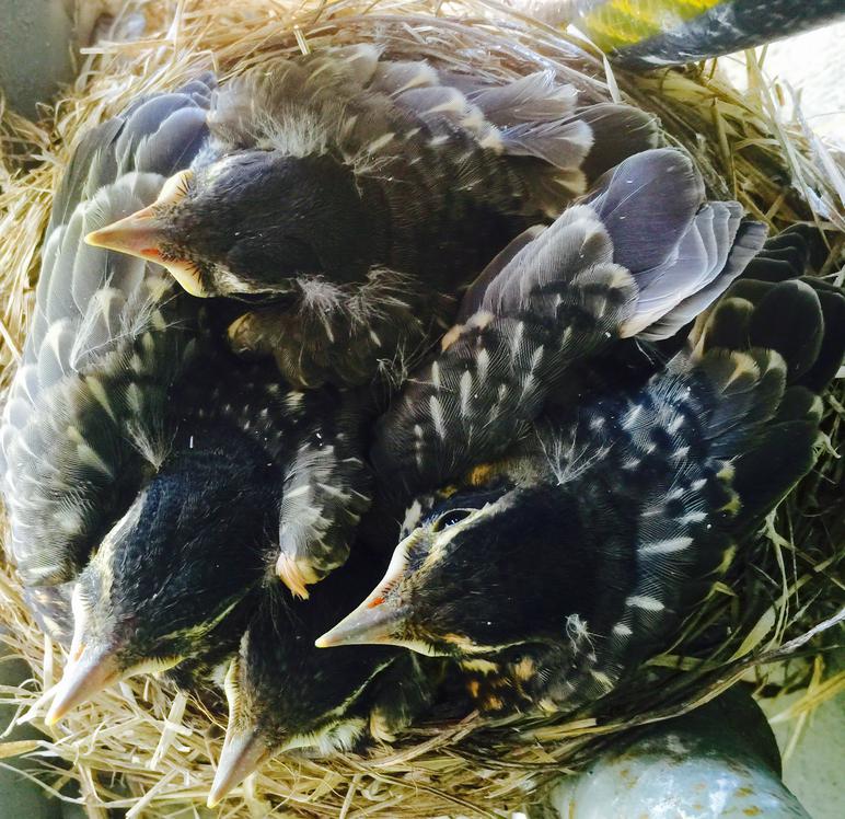 Baby Robins Growth Chart