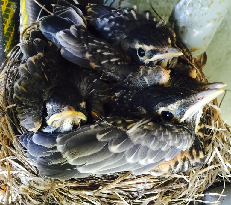 Baby Robins Growth Chart