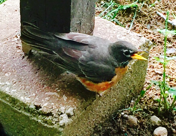 American robin female making alarm call.