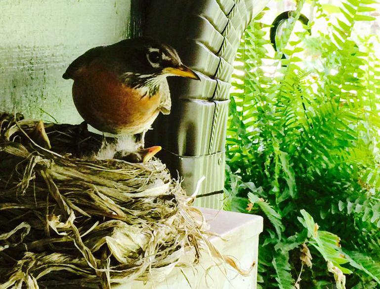 American robin female "Wilma" tending her first nest of the  2015 season.