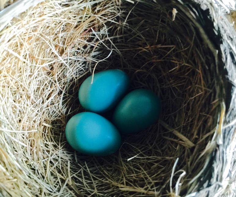 American robin nest with three eggs.